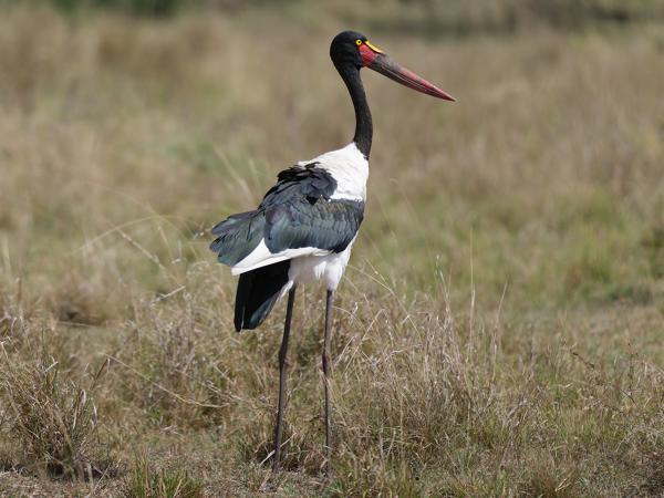 <h3><a href="/trips/tanzania/biota/animalia/chordata/aves/014 ciconiiformes/001 ciconiidae/ephippiorhynchus senegalensis/ephippiorhynchus senegalensis-nl.html">Ephippiorhynchus&nbsp;senegalensis</a> / Saddle‑billed&nbsp;stork / Zadelbekooievaar</h3>OM-1 Mark II met OLYMPUS M.150-400mm F4.5, 1/2000 sec  bij F4.5, ISO 320, afstand 34.7&nbsp;m